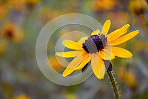 Black-eyed Susan flower bokeh background