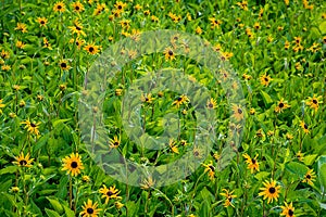 Black eyed Susan flower field