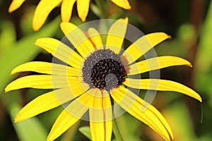 Black-eyed susan flower in a garden