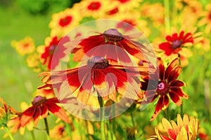 Black-eyed Susan flower in garden