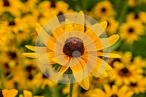 Black-Eyed-Susan flower photo