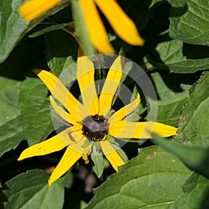 Black Eyed Susan Flower Macro