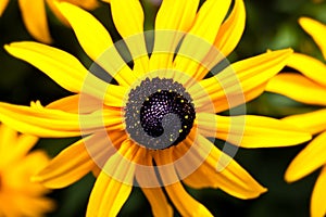 Black Eyed Susan Flower Macro