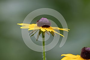 Black Eyed Susan flower in a natural environment