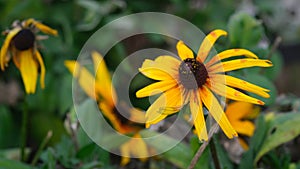 Black-Eyed Susan flower or Perenial Coneflower.