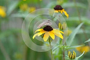 Black eyed susan flower plant butterfly moth