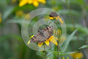 Black eyed susan flower plant butterfly moth