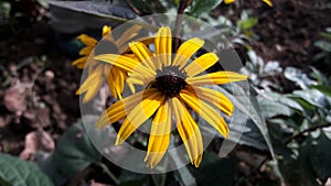 Black eyed Susan flower, Rudbeckia hirta