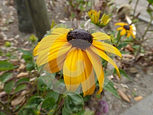 Black-eyed Susan flower (Rudbeckia hirta)