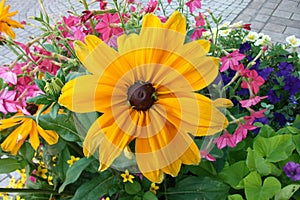 Black-eyed Susan flower (Rudbeckia hirta)