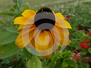 Black-eyed Susan flower (Rudbeckia hirta)