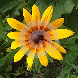 Black Eyed Susan Flower photo