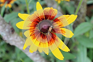 Black Eyed Susan Flower with a small Yellow and Black flying inset on it