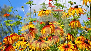 Black-eyed Susan flower photo