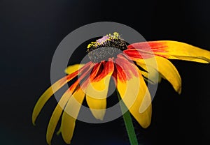 Black-eyed Susan flower with vibrant red rays on yellow petals
