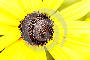 Black Eyed Susan Flower Washington Park Illinois photo