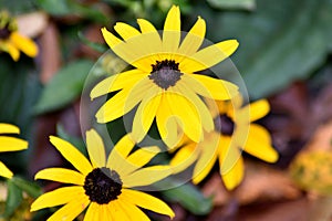 Black eyed Susan flower yellow and black