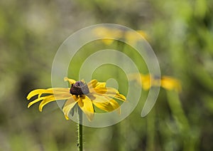 Black-Eyed Susan Flowers