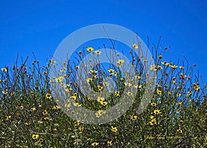 Black eyed Susan flowers