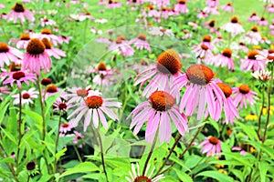 Black-eyed Susan flowers