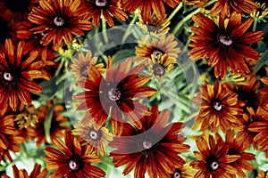 Black Eyed Susan Flowers