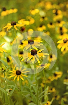 Black Eyed Susan Flowers