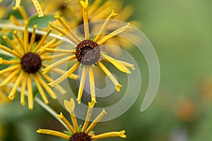 Black Eyed Susan flowers against soft green background copy space