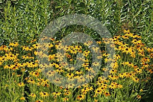 Black Eyed Susan flowers blooming in front of a row of green shrubs