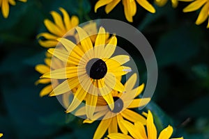 Black Eyed Susan flowers close up shot isolated against blurry green background