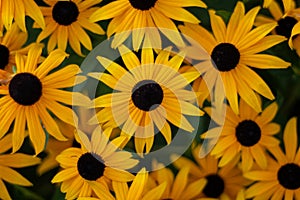 Black Eyed Susan flowers close up shot isolated against blurry green background