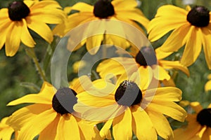 Black-eyed susan flowers