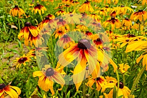 Black eyed susan flowers in garden. Nature. Spring