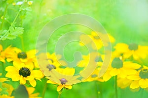 Black eyed susan flowers in the garden, shallow depth of field