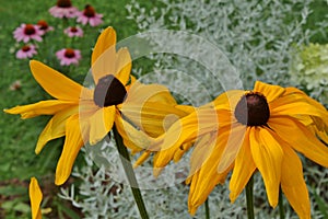 Black eyed Susan flowers growing in a garden