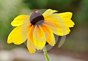 Black eyed Susan flowers growing in a garden