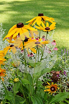 Black eyed Susan flowers growing in a garden