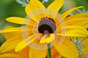 Black eyed Susan flowers growing in a garden