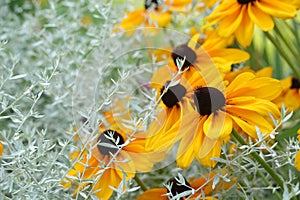 Black eyed Susan flowers growing in a garden