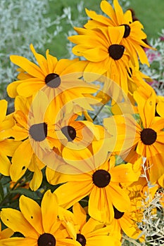 Black eyed Susan flowers growing in a garden