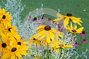 Black eyed Susan flowers growing in a garden