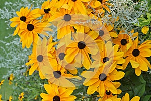 Black eyed Susan flowers growing in a garden