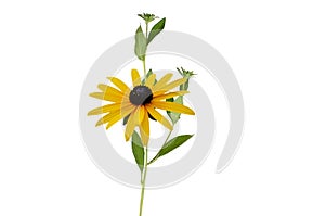 Black eyed susan flowers rudbeckia branches isolated on white