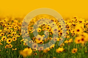 Black-eyed Susan Flowers, Rudbeckia hirta, in beautiful garden.