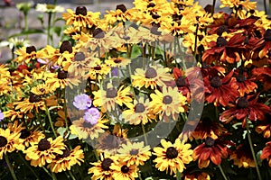 Black eyed Susan flowers in summer