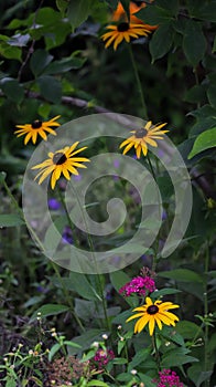 Black-eyed susan flowers in the wild