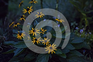 Black Eyed Susan In The Garden