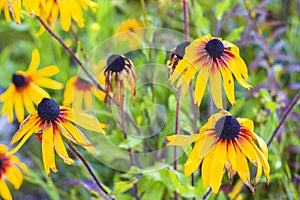 Black-eyed Susan in garden. Close-up of wet large yellow-red Rudbeckia autumn flowers