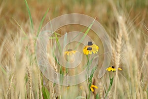 Black Eyed Susan in grassy wheat field.