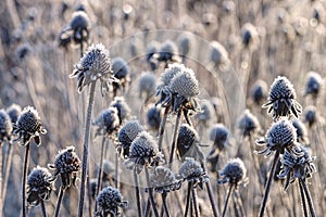 Black-eyed Susan with hoarfrost