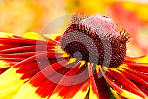 Black Eyed Susan Hybrid photo